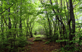 forestry applications